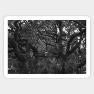 Old Tree in Black and White Sticker